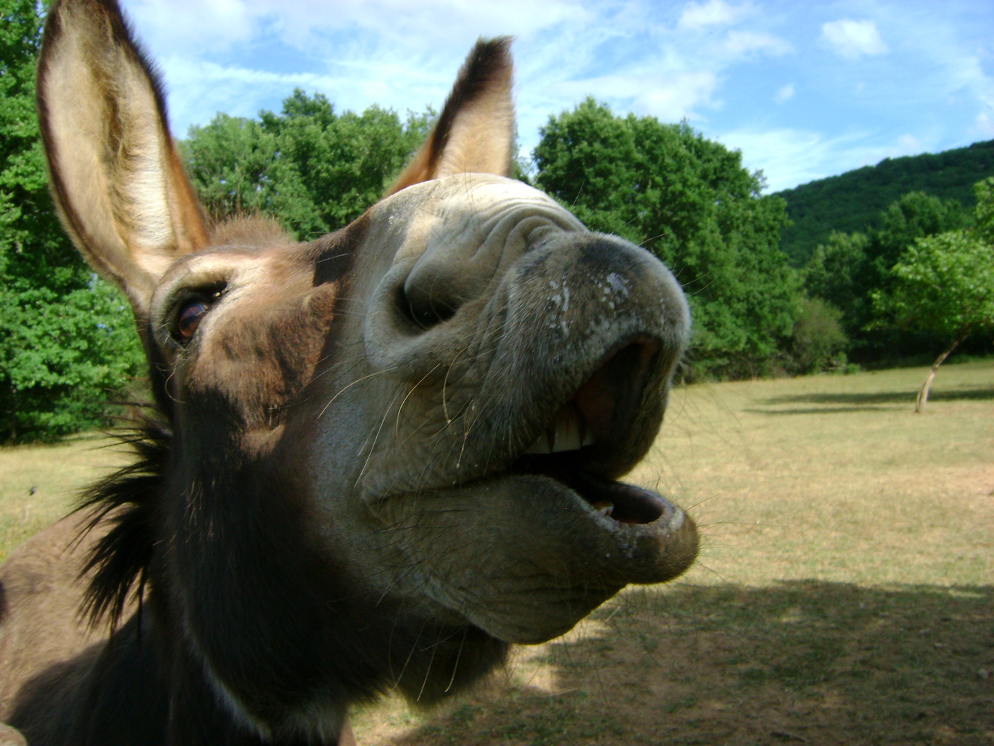 Mon Ane Photo Et Image Animaux Nature Images Fotocommunity Mon Ane Photo Et Image Animaux Nature Images Fotocommunity
