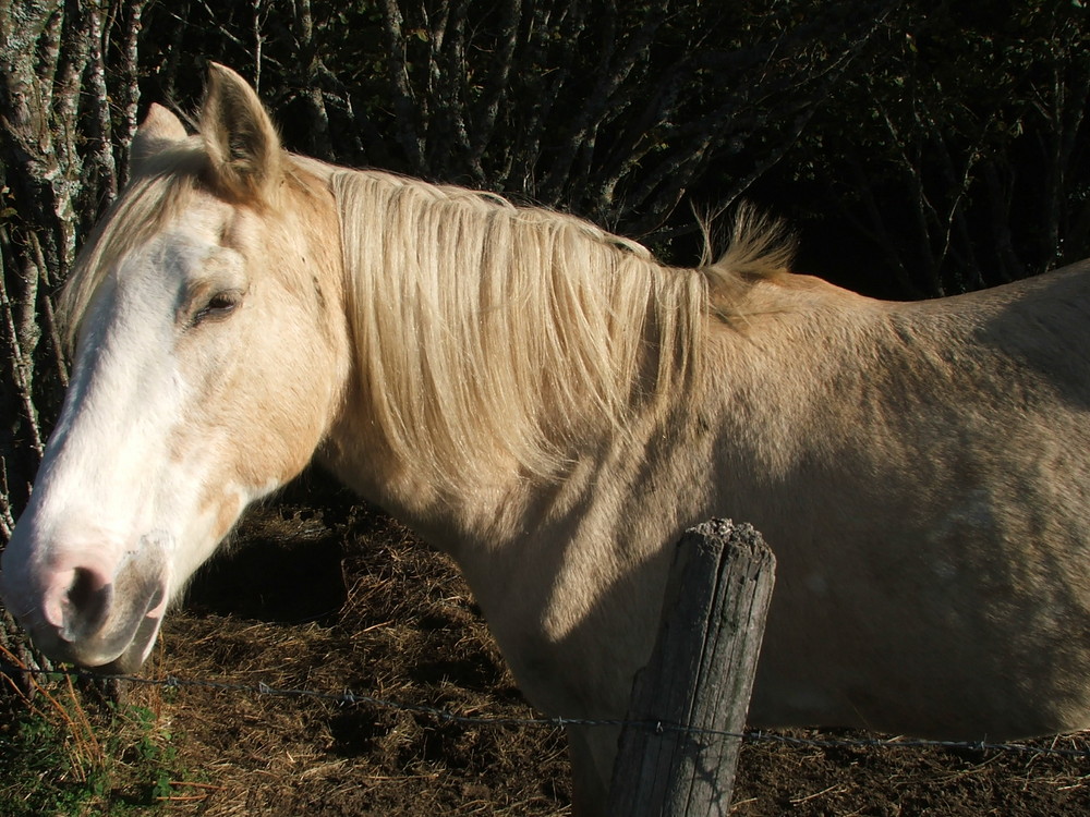 mon animal préféré