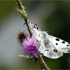 *mon Apollon à moi !!*