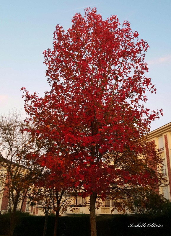 Mon arbre