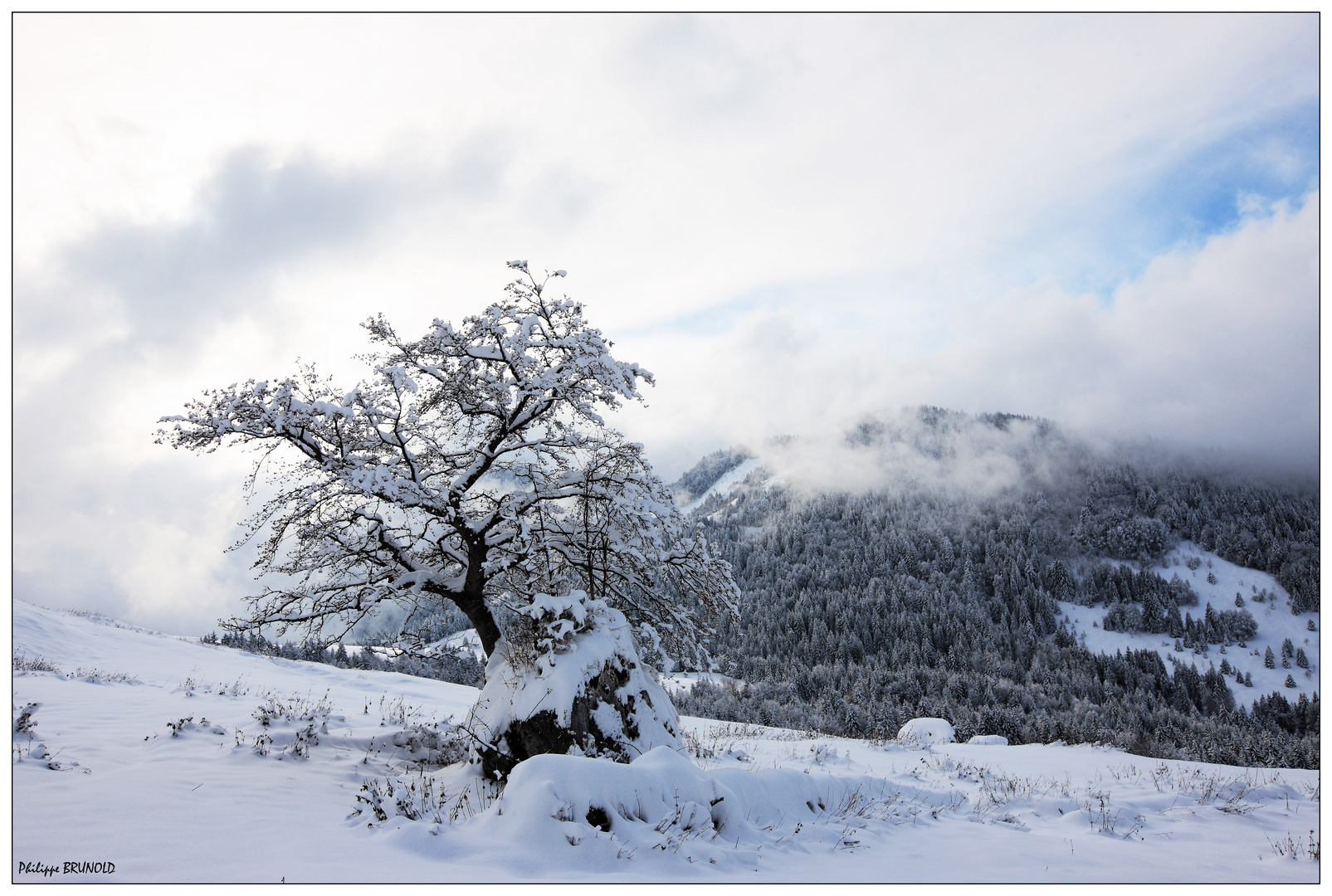 mon arbre ...