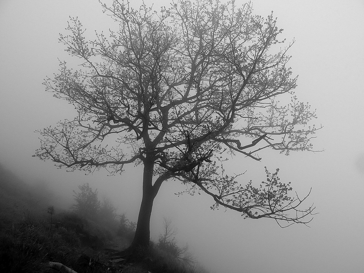 mon arbre dans le brouillard