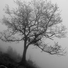 mon arbre dans le brouillard