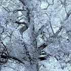 Mon arbre dans l'espace déploie sa neige de feuilles 