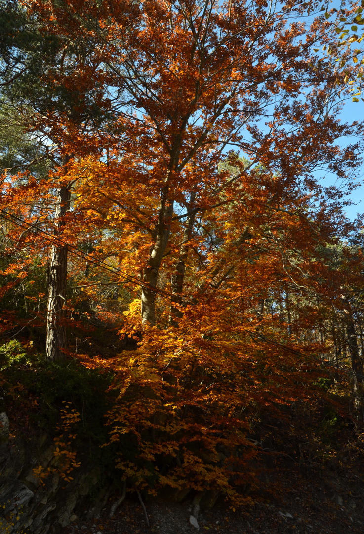  * mon arbre *