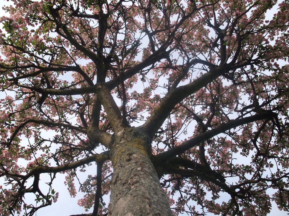 mon arbre fleuri