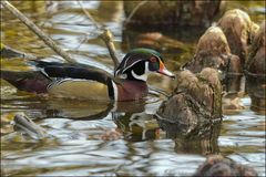 Mon beau canard Carolin,il est trop beau!