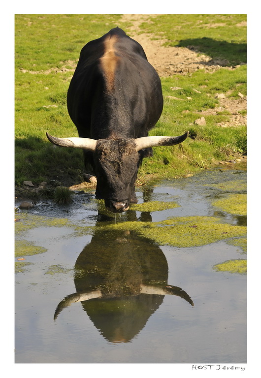 Mon beau miroir...