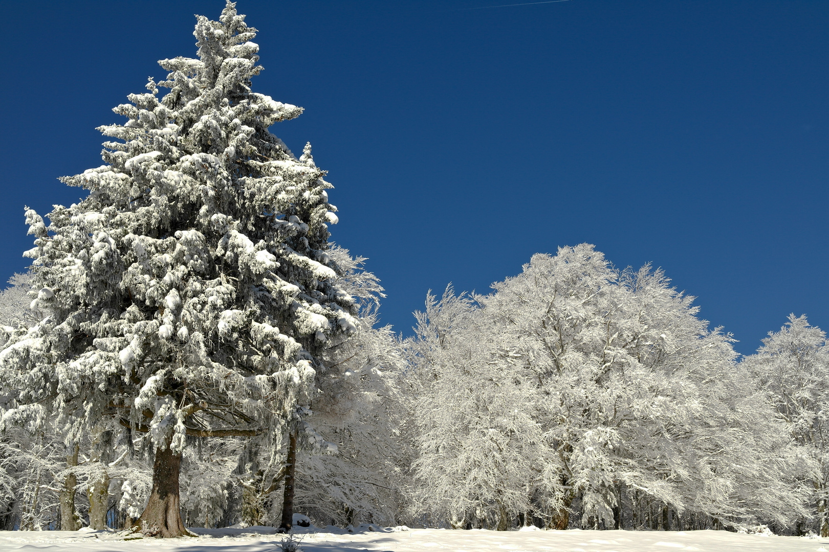 Mon beau sapin ...