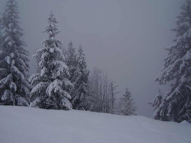 Mon beau sapin roi des forêts