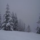 Mon beau sapin roi des forêts