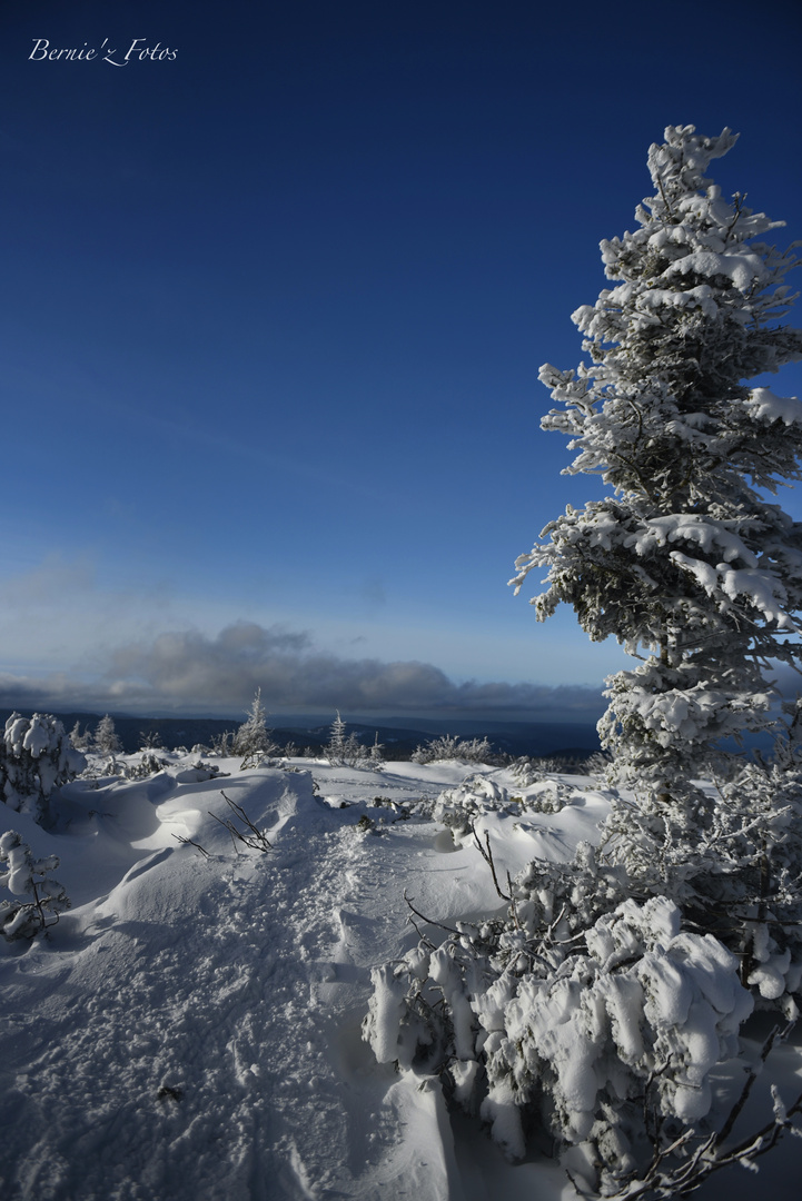 Mon beau sapin, roi des forêts ........