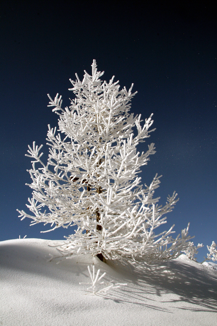 "Mon beau sapin Roi des... Roi des.... Roi des quoi déjà..."