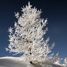 "Mon beau sapin Roi des... Roi des.... Roi des quoi déjà..."