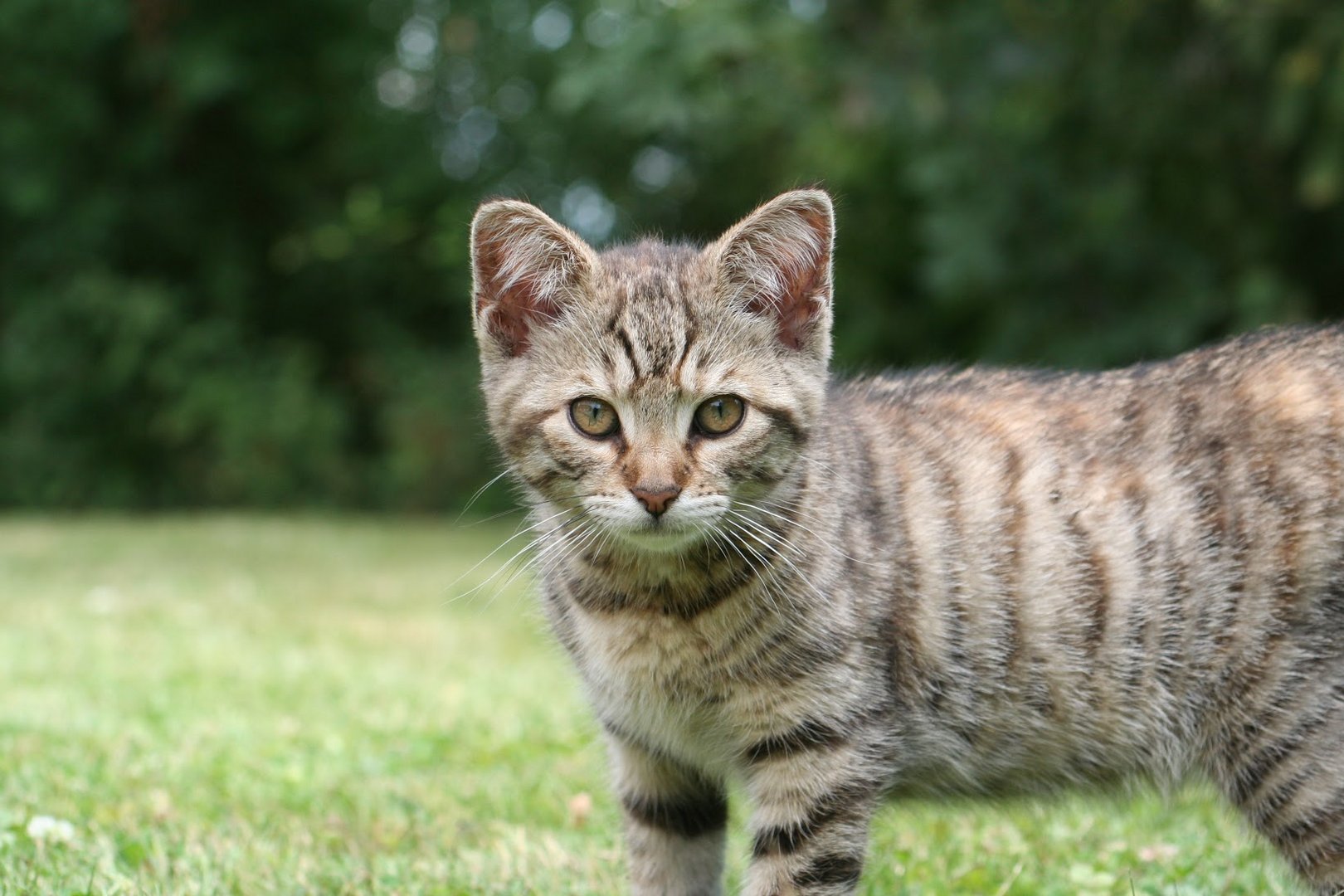 Mon bébé chat ZARA