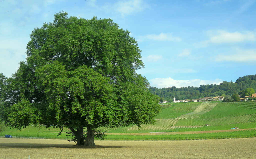 "Mon" bel arbre....en juillet ...