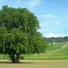 "Mon" bel arbre....en juillet ...