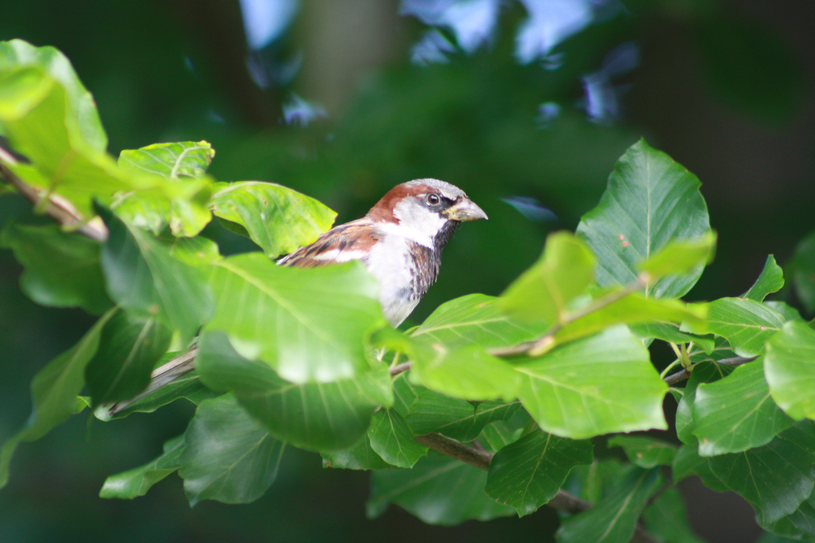 Mon bel oiseau