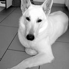 Mon Berger Blanc suisse