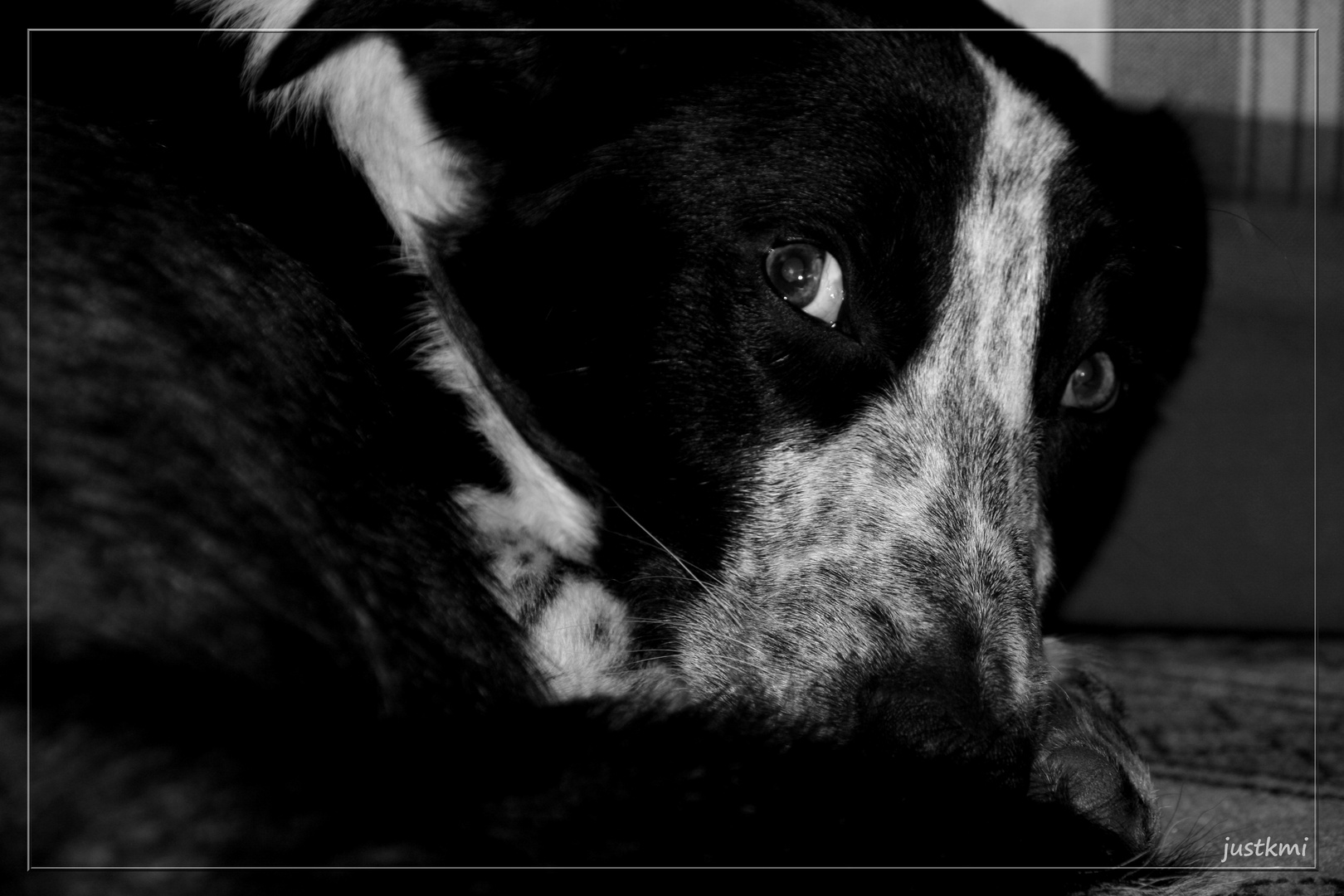 Mon border collie, Ben