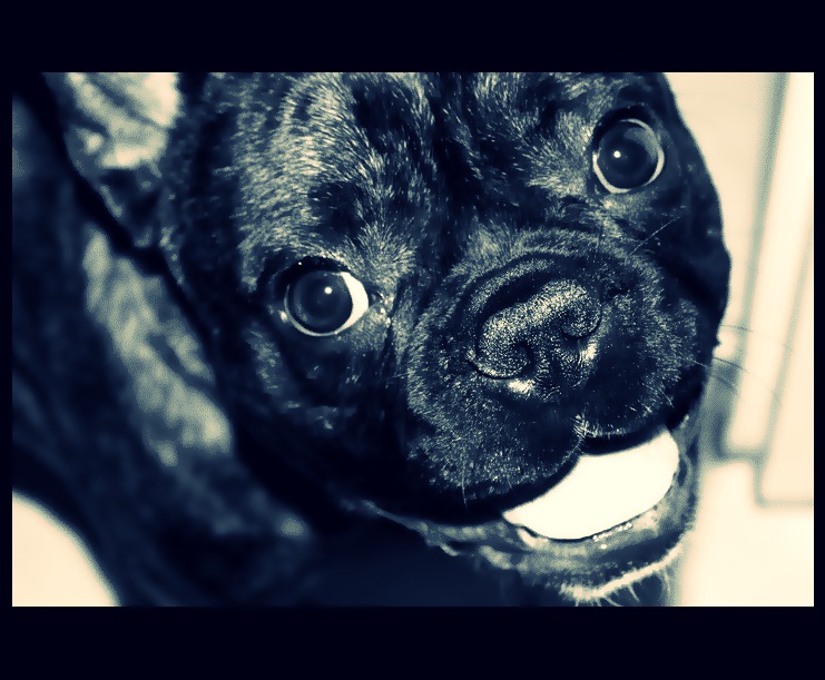 Mon Bouledogue.