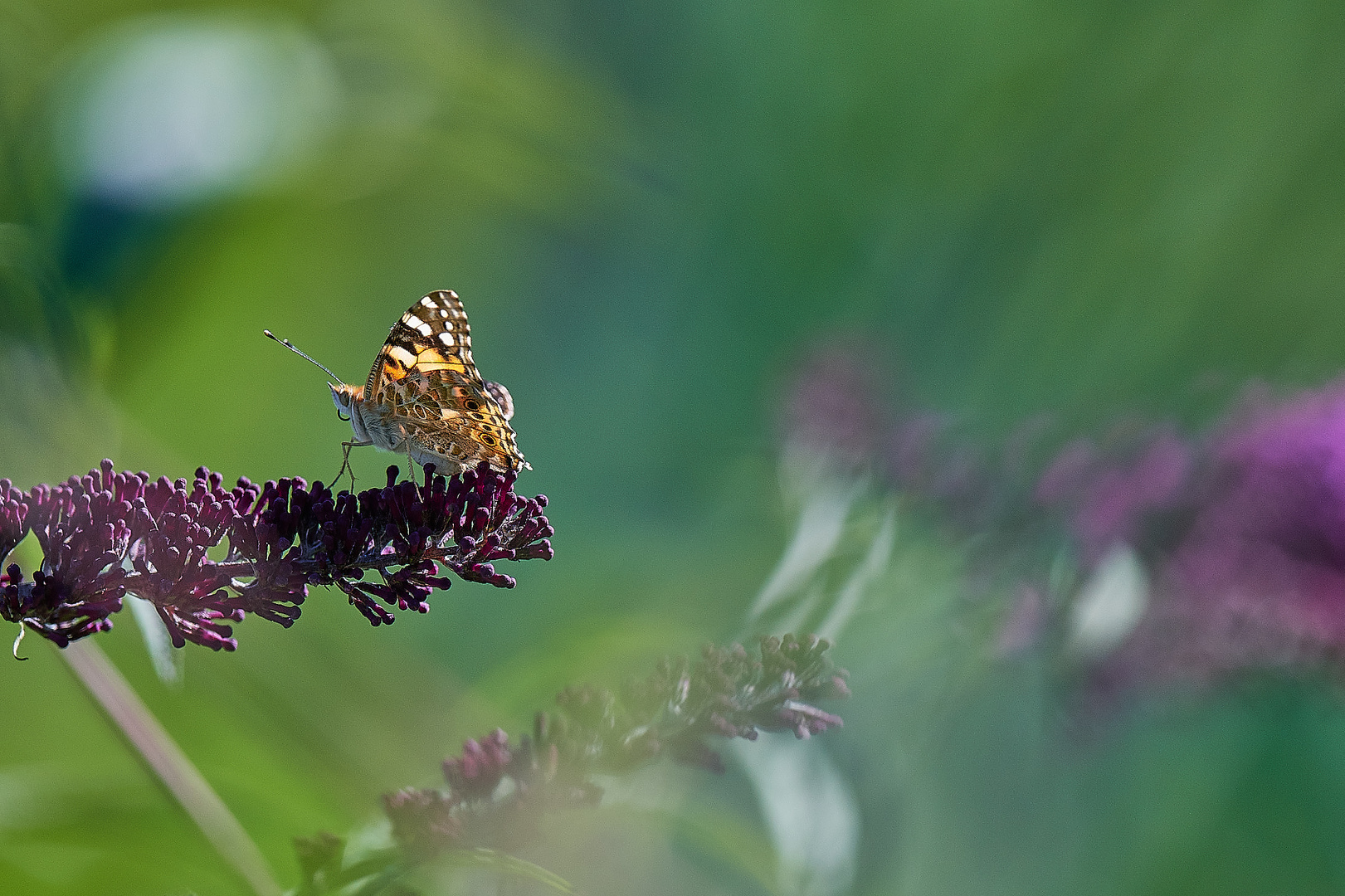 Mon buddleia à moi...