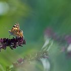 Mon buddleia à moi...