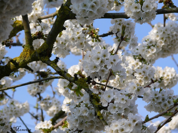 Mon cerisier en fleurs