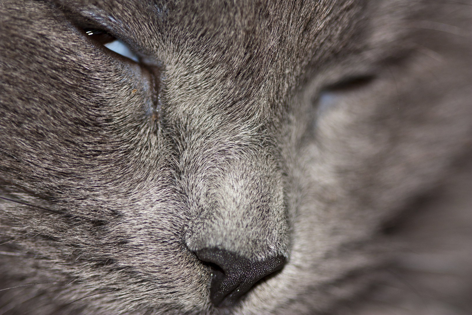 Mon chartreux.... portrait !