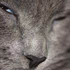 Mon chartreux.... portrait !