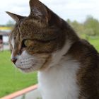 Mon chat - Balcon