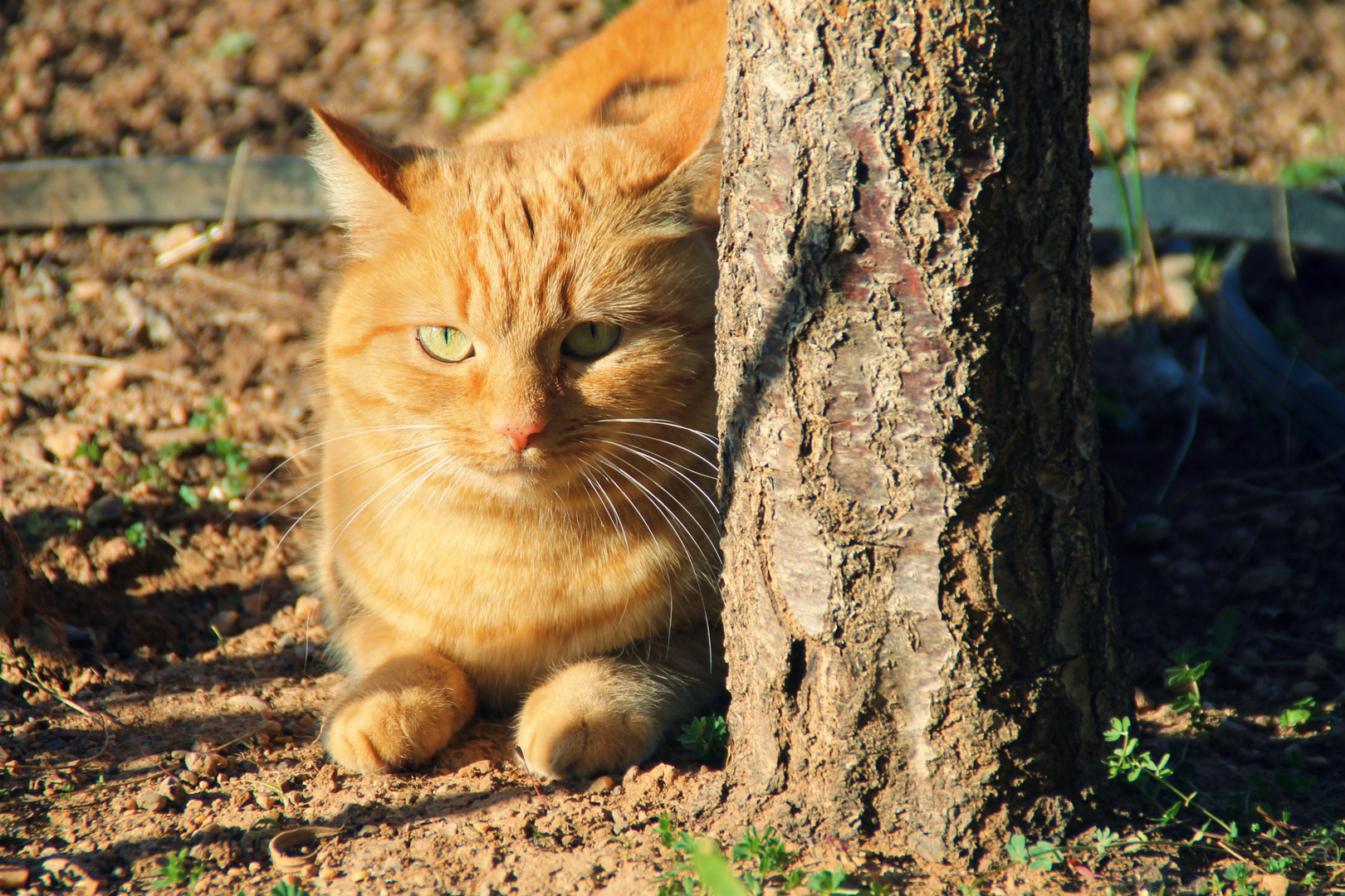 Mon chat, Churros.