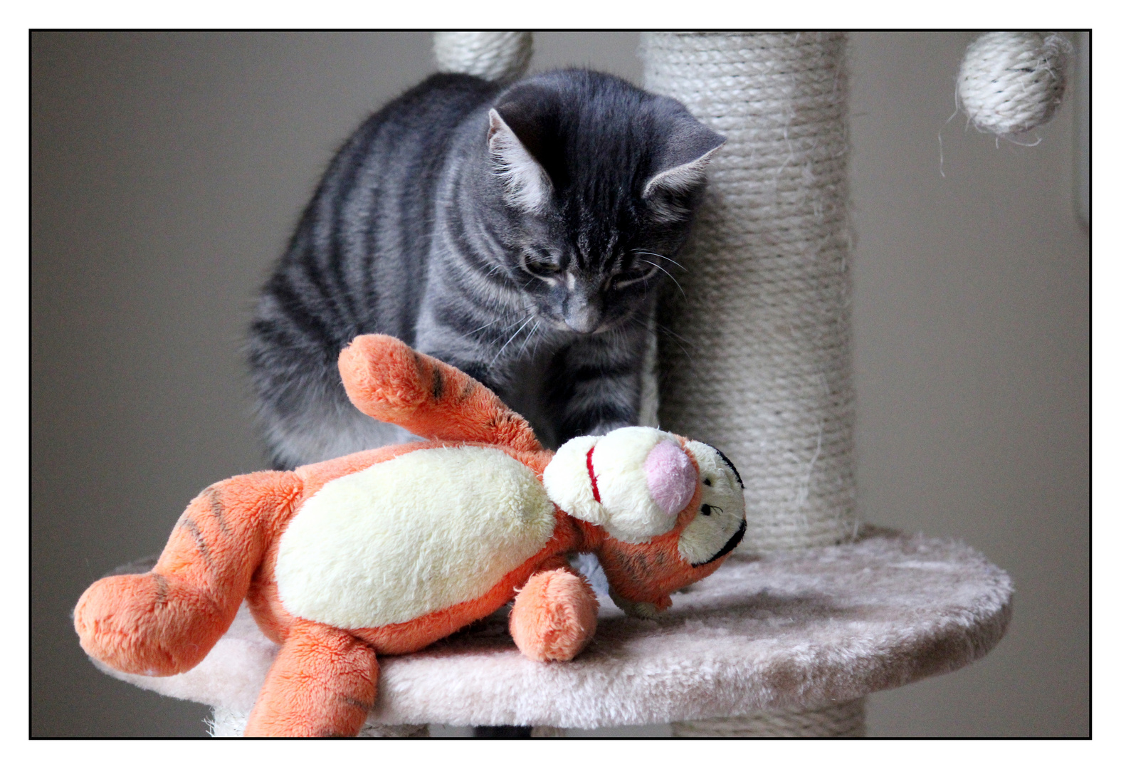 Mon chat, Marley et sont doudou, Tigrou