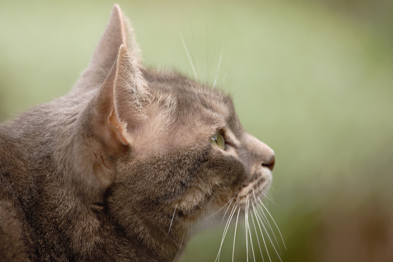 Mon chat Raoul...