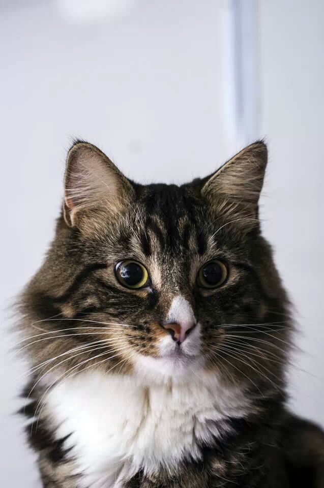 Mon Chaton Norvegien Croise Angora Turc Photo Et Image Animaux Animaux Domestiques Chaton Images Fotocommunity