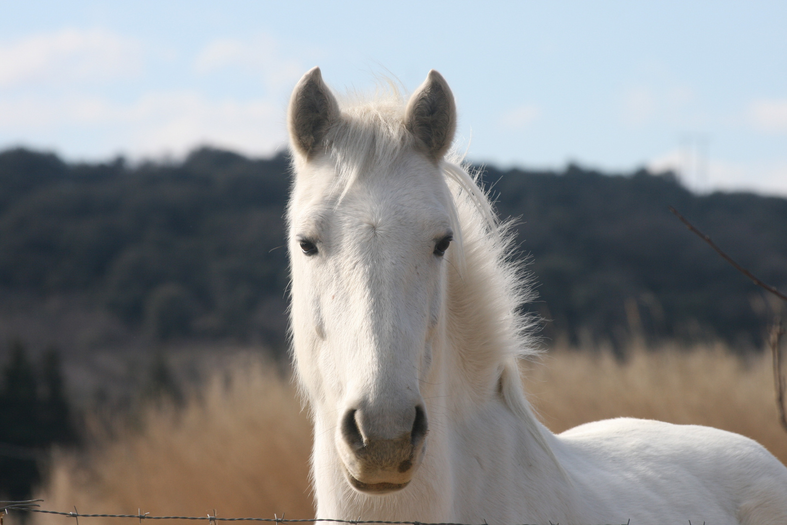 mon cheval camarguais