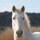 mon cheval camarguais