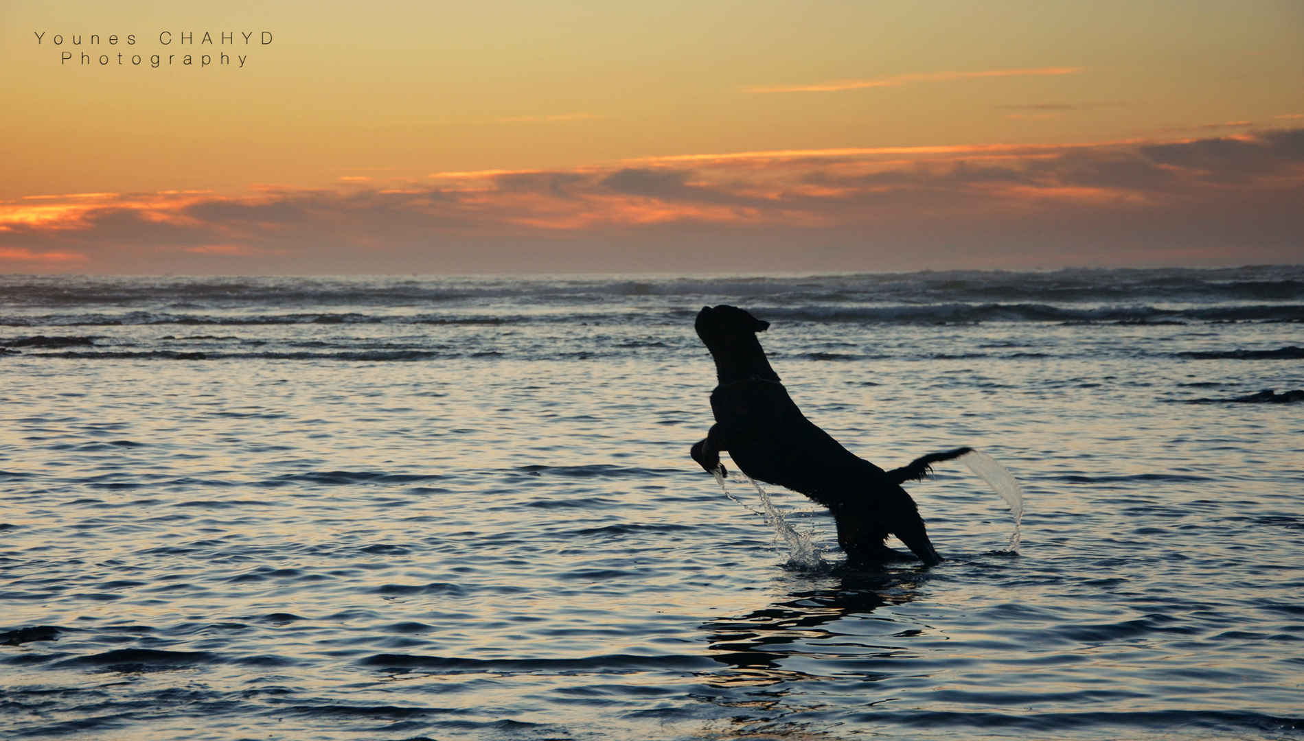 Mon chien à la plage