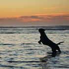 Mon chien à la plage