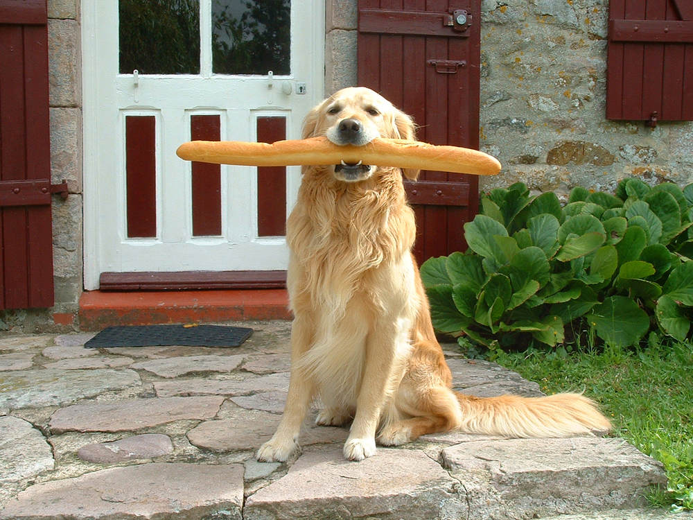 mon chien et mon baguette