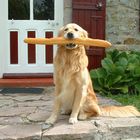 mon chien et mon baguette