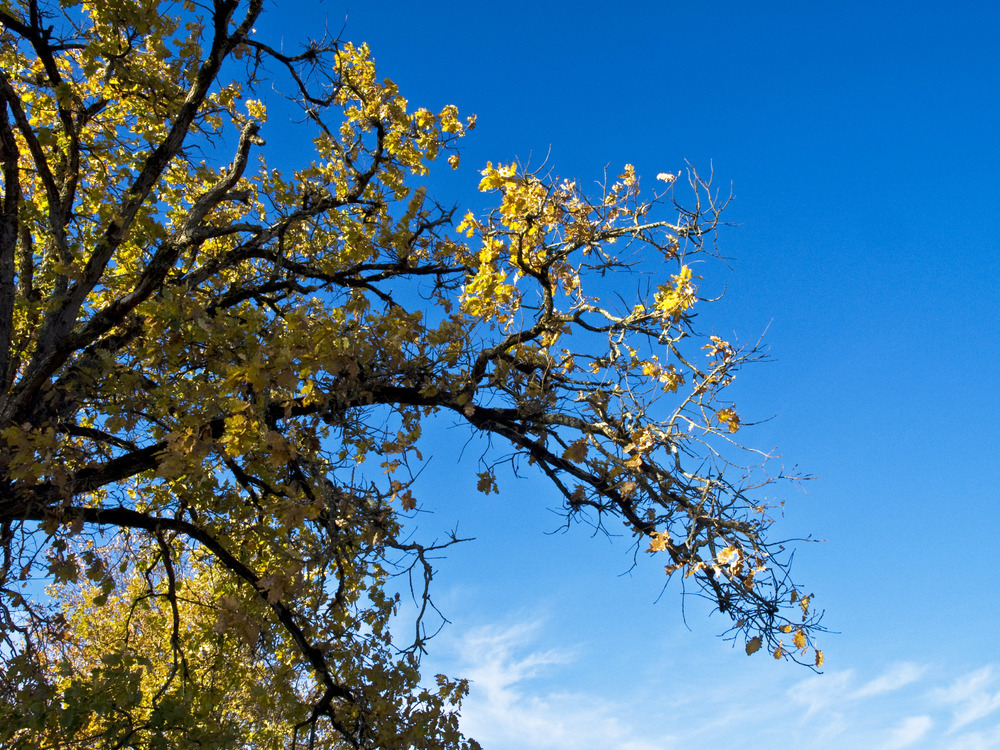 Mon chêne préféré par un beau jour d’automne ensoleillé