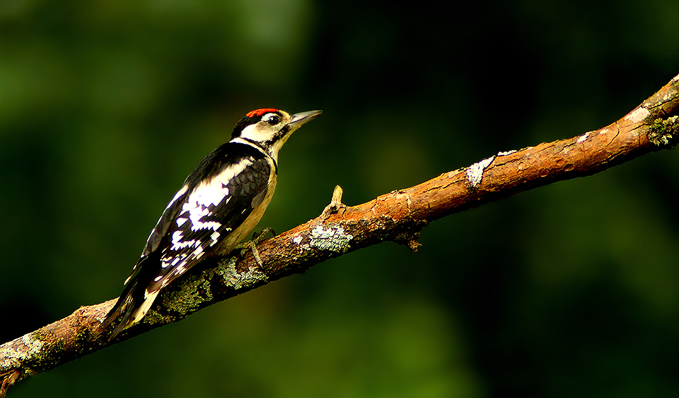 ..Mon chouchou des bois...;-)