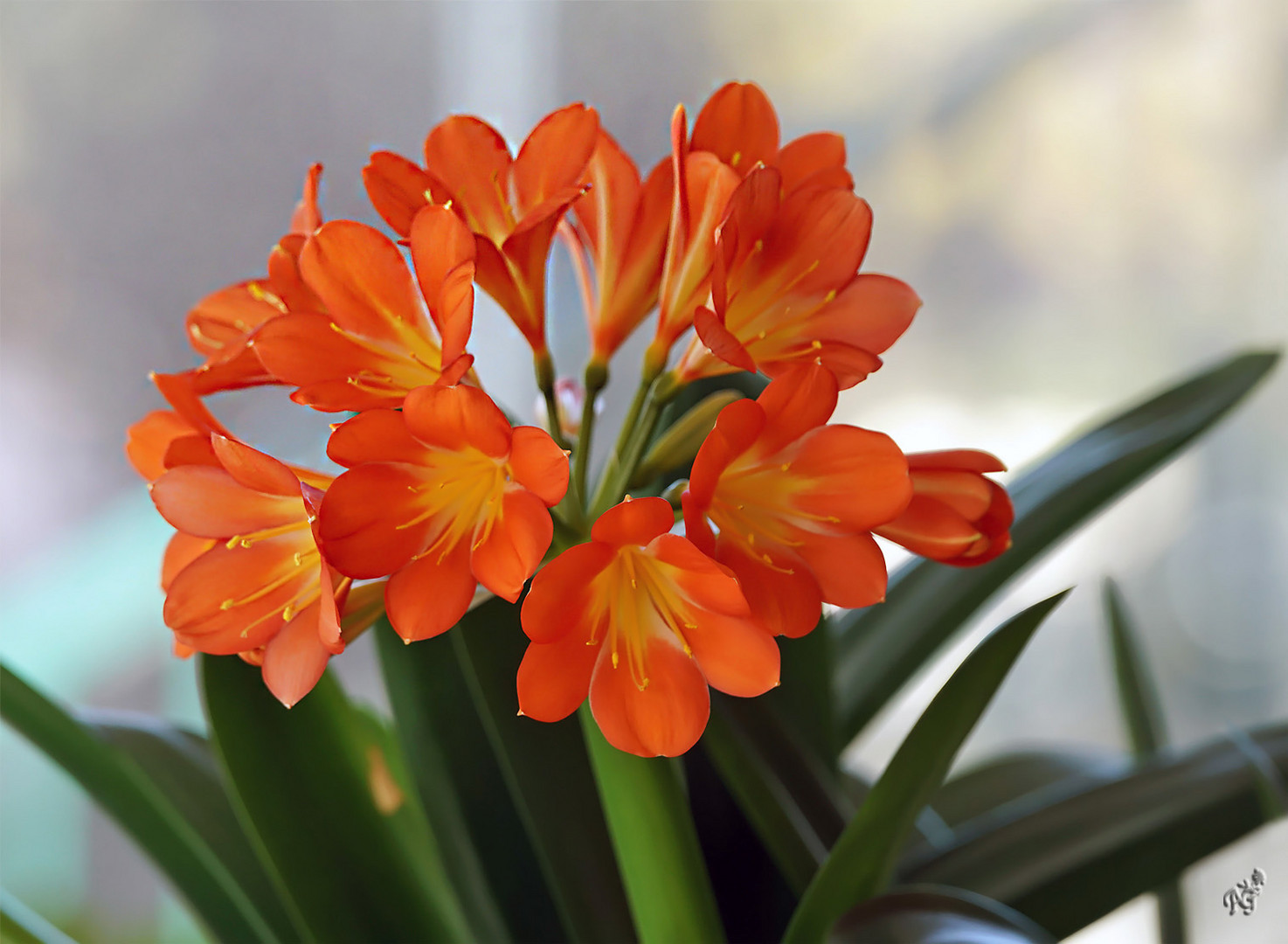 Mon clivia  ....