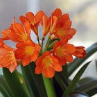 Mon clivia  ....