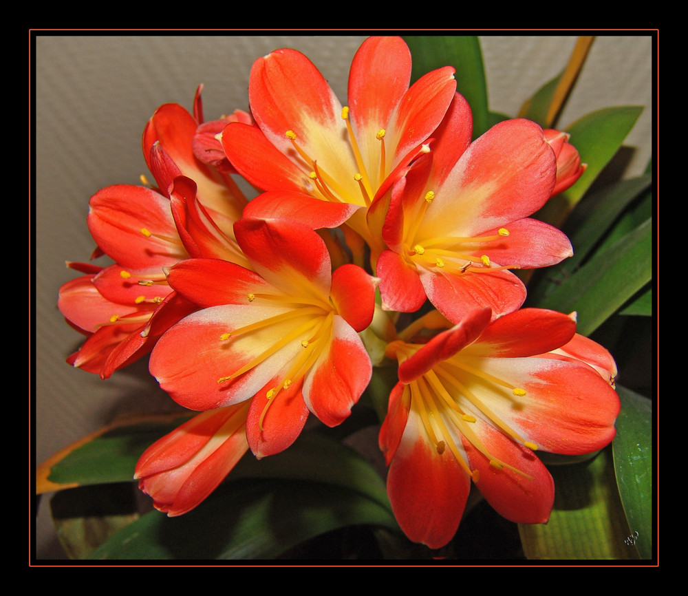 mon clivia .... fleuri en ce moment....