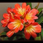 mon clivia .... fleuri en ce moment....