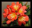 mon clivia .... fleuri en ce moment.... von aline64 