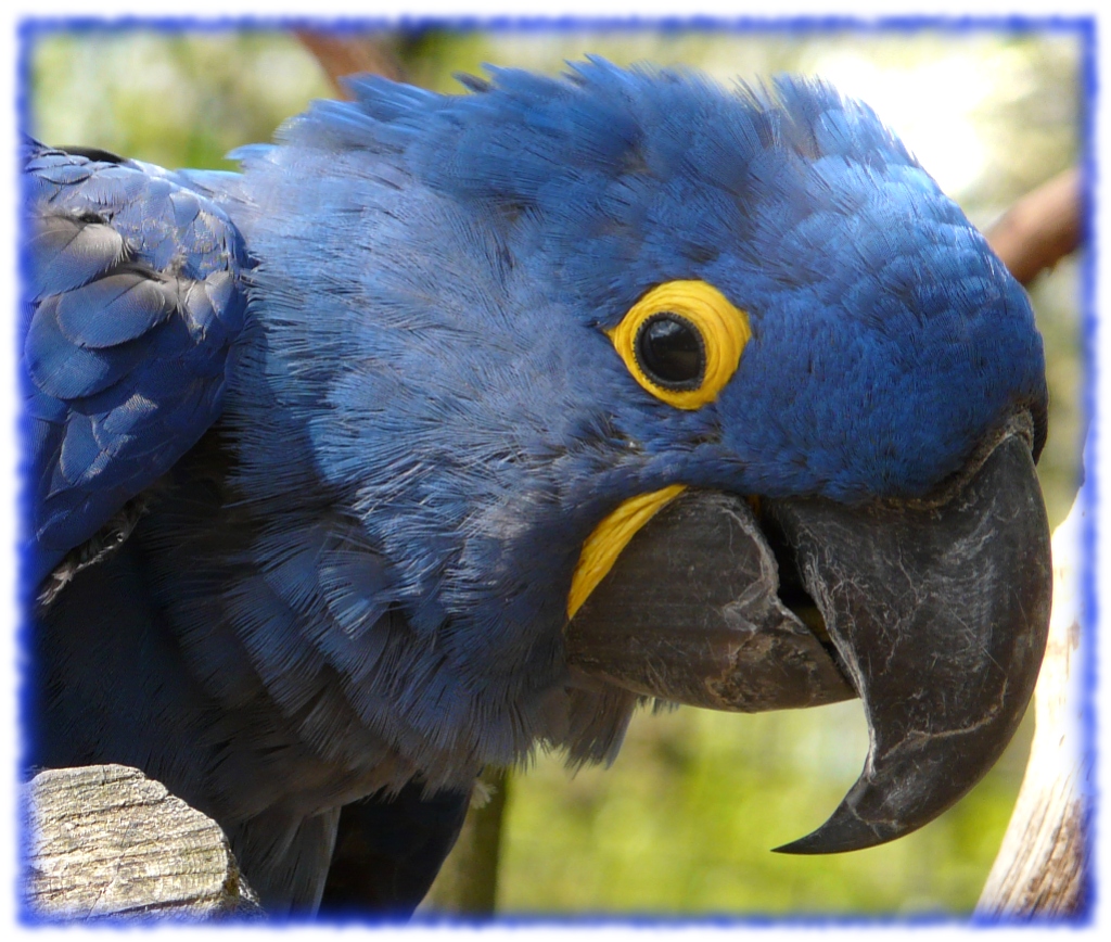 Mon coco quel beau plumage bleu !