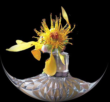 mon coeur de rose jaune fanée...